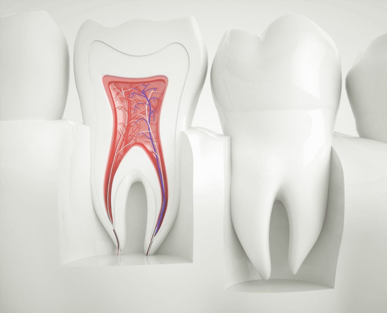 3D illustration of tooth anatomy showing the pulp, nerves, and root canal